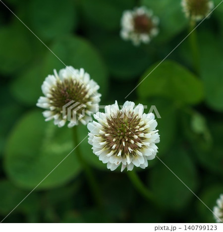 シロツメクサの花のアップ シロツメクサの花のアップ 140799123