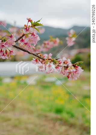 満開に咲く河津桜と菜の花 満開に咲く河津桜と菜の花 140799226