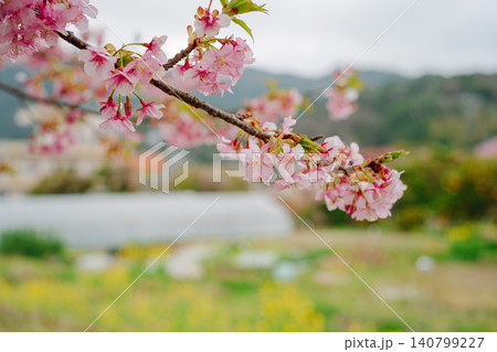満開に咲く河津桜と菜の花 満開に咲く河津桜と菜の花 140799227