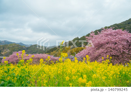 満開に咲く河津桜と菜の花畑 満開に咲く河津桜と菜の花畑 140799245