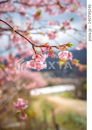 満開に咲く河津町の河津桜 140799246