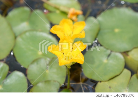アサザの花 アサザの花 140799370