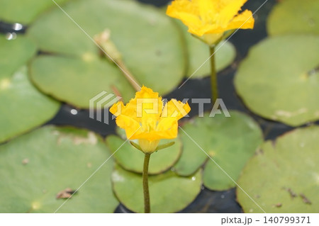 アサザの花 140799371