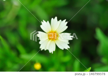 Coreopsis Uptick Cream or coreopsis, Coreopsis Tinctoria or Coreopsis tinctoria Nana or daisy or white flower 140799378