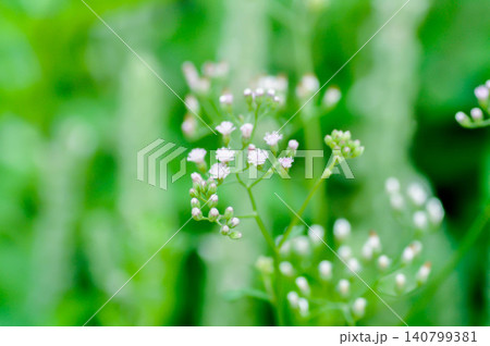 Cyanthillium cinereum , Little ironweed or Vernonia cinerea or Ash coloured fleabane or Ash coloured ironweed or grass flower or weed flower 140799381