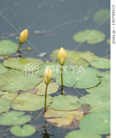 アサザの花のつぼみ アサザの花のつぼみ 140799515