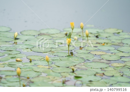 アサザの花のつぼみ 140799516