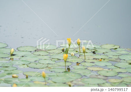 アサザの花のつぼみ 140799517