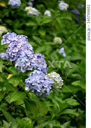紫陽花の花 紫陽花の花 140799601