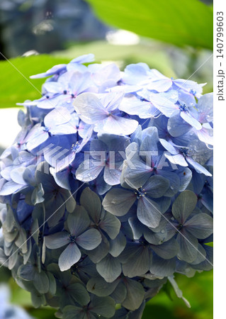 紫陽花の花 140799603