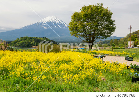 canola Nanohana flowers with mount fuji view at Oishi park, Kawaguchika canola Nanohana flowers with mount fuji view at Oishi park, Kawaguchika 140799769