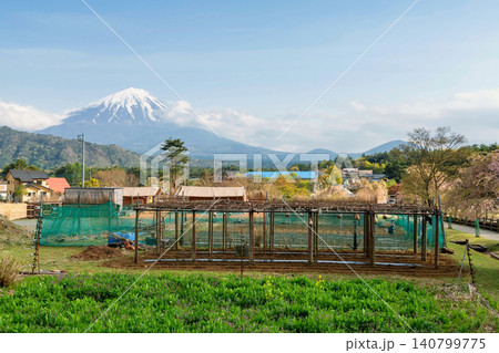 Organic gourd farmland by pink cherry sakura blossom and mt. Fuj Organic gourd farmland by pink cherry sakura blossom and mt. Fuj 140799775