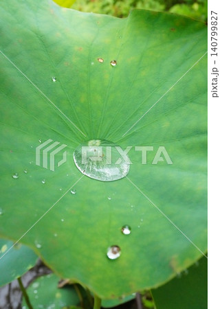 蓮の葉に溜まる雨粒 蓮の葉に溜まる雨粒 140799827