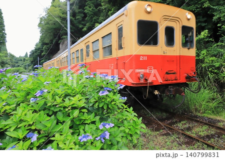 小湊鐵道「線路際の紫陽花とキハ211気動車」 小湊鐵道「線路際の紫陽花とキハ211気動車」 140799831