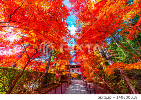 京都 光明寺の薬医門と紅葉 京都 光明寺の薬医門と紅葉 140800019