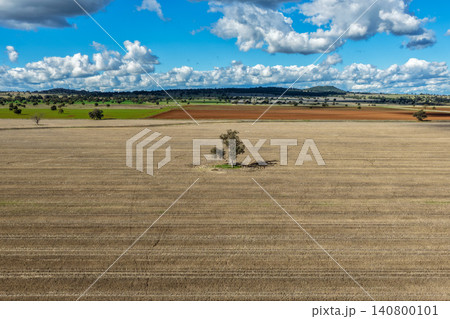 Aerial view of an agricultural field featuring solitary trees surrounded by expansive farmland in the Namoi Valley, showcasing the scale and beauty of the rural landscape in NSW, Australia. Aerial view of an agricultural field featuring solitary trees surrounded by expansive farmland in the Namoi Valley, showcasing the scale and beauty of the rural landscape in NSW, Australia. 140800101