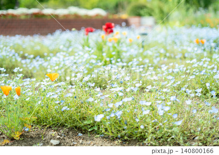 【舎人公園】手前に咲くネモフィラとポピーにピントを合わせた春の花壇風景 【舎人公園】手前に咲くネモフィラとポピーにピントを合わせた春の花壇風景 140800166