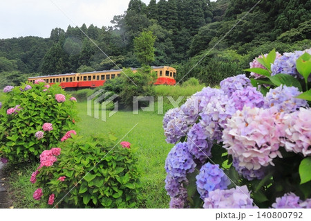 小湊鐵道「山間部に咲く紫陽花と列車」風景 小湊鐵道「山間部に咲く紫陽花と列車」風景 140800792