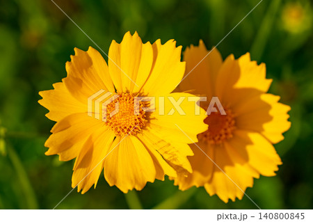 Yellow flower lance leaved, Coreopsis lanceolata, Lanceleaf Tickseed, Maiden eye close up, top view Yellow flower lance leaved, Coreopsis lanceolata, Lanceleaf Tickseed, Maiden eye close up, top view 140800845