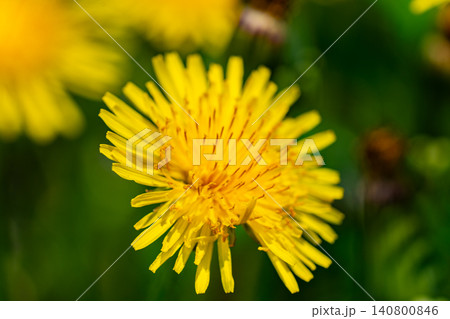 Yellow dandelion flowers Taraxacum officinale. Dandelion on spring sunny day Yellow dandelion flowers Taraxacum officinale. Dandelion on spring sunny day 140800846