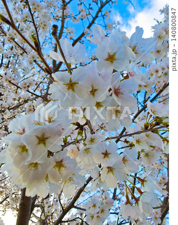Sakura flower blossoms, beauty, new beginnings, cherry, spring, nature Sakura flower blossoms, beauty, new beginnings, cherry, spring, nature 140800847