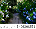鎌倉明月院の紫陽花・明月院ブルー 140800851