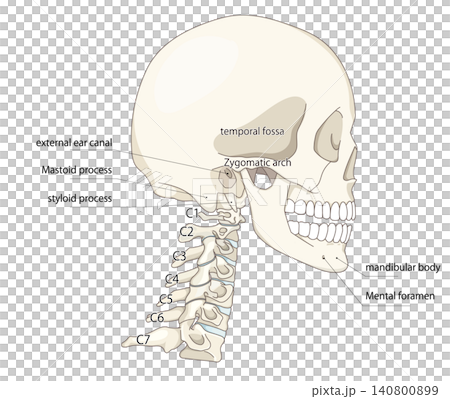 Anatomical illustration showing the skull and cervical vertebrae in a side view. Anatomical illustration showing the skull and cervical vertebrae in a side view. 140800899
