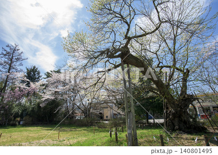 伊佐須美神社高天原 御神木 神代桜 福島県 伊佐須美神社高天原 御神木 神代桜 福島県 140801495