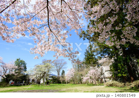 伊佐須美神社高天原 桜と青空 福島県 伊佐須美神社高天原 桜と青空 福島県 140801549