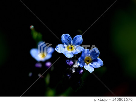 朝露に濡れるエゾムラサキの小さな花 朝露に濡れるエゾムラサキの小さな花 140801570