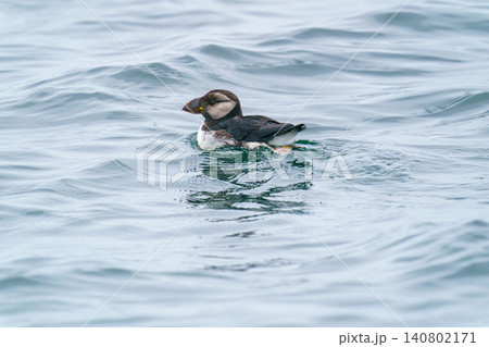 北海道根室落石沖で出会ったツノメドリの幼鳥 海に浮かぶ野鳥の自然素材 北海道根室落石沖で出会ったツノメドリの幼鳥 海に浮かぶ野鳥の自然素材 140802171
