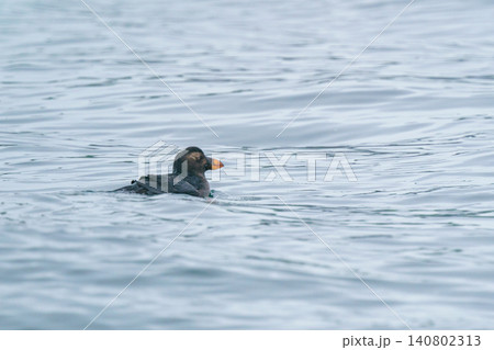 北海道根室落石沖で出会ったエトピリカの幼鳥 海を泳ぐ希少な海鳥の自然素材 北海道根室落石沖で出会ったエトピリカの幼鳥 海を泳ぐ希少な海鳥の自然素材 140802313