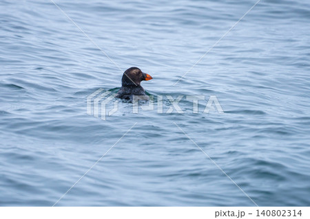北海道根室落石沖で出会ったエトピリカの幼鳥 海を泳ぐ希少な海鳥の自然素材 140802314