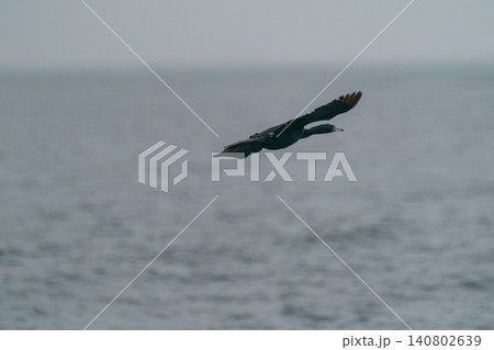 北海道根室落石沖の岩場にとまるチシマウガラス 海鳥の野生動物素材 北海道根室落石沖の岩場にとまるチシマウガラス 海鳥の野生動物素材 140802639