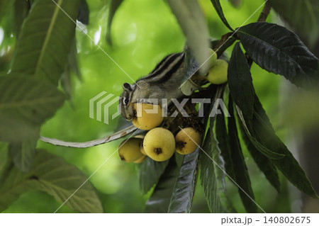 ビワを美味しくいただくシマリス ビワを美味しくいただくシマリス 140802675