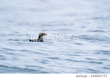 北海道根室落石沖で出会ったウトウ 海を泳ぐ海鳥の野生動物素材 140802772