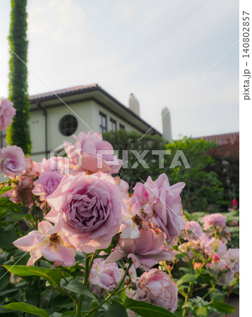 横浜港の見える丘公園に咲くいろとりどりの薔薇 横浜港の見える丘公園に咲くいろとりどりの薔薇 140802857