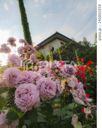 横浜港の見える丘公園に咲くいろとりどりの薔薇 横浜港の見える丘公園に咲くいろとりどりの薔薇 140802858