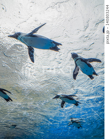水族館で気持ちよく泳ぐペンギンたち 水族館で気持ちよく泳ぐペンギンたち 140803244