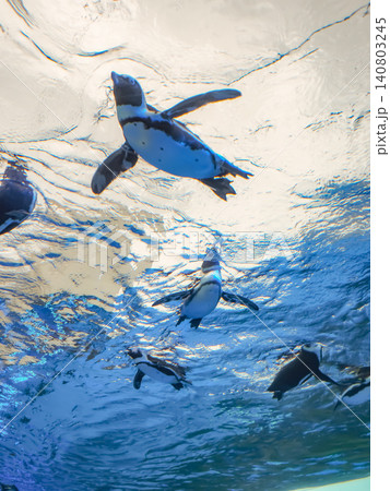 水族館で気持ちよく泳ぐペンギンたち 140803245