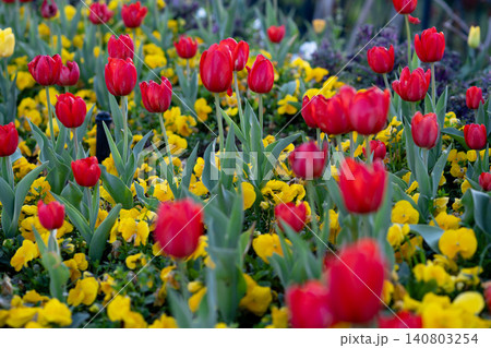 Blooming red Tulips in Sunlight. Spring Flowers in a Bright Garden Scene. Blooming red Tulips in Sunlight. Spring Flowers in a Bright Garden Scene. 140803254
