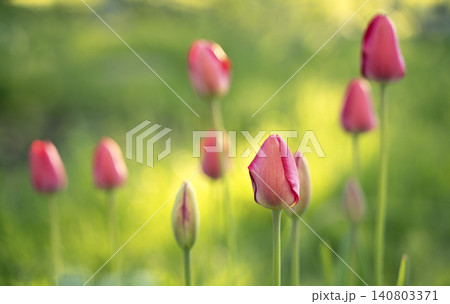 Close-up of pink tulip buds with fresh green leaves on a blurred green background. Close-up of pink tulip buds with fresh green leaves on a blurred green background. 140803371