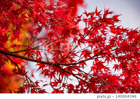 真っ赤な紅葉 真っ赤な紅葉 140804346
