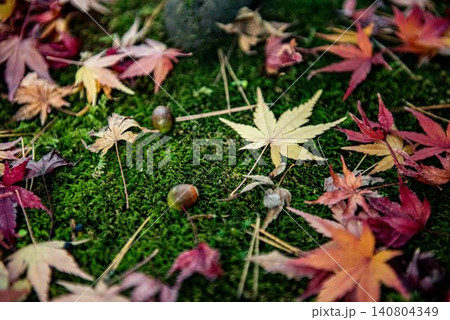 苔と紅葉 140804349