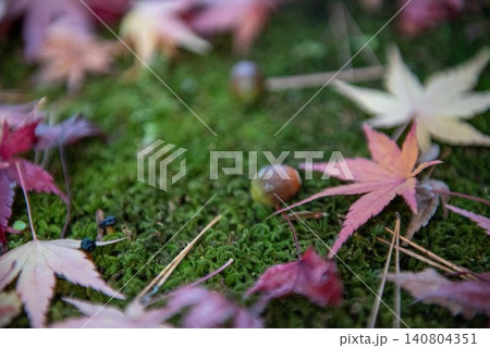 苔の上に落ちた紅葉 苔の上に落ちた紅葉 140804351