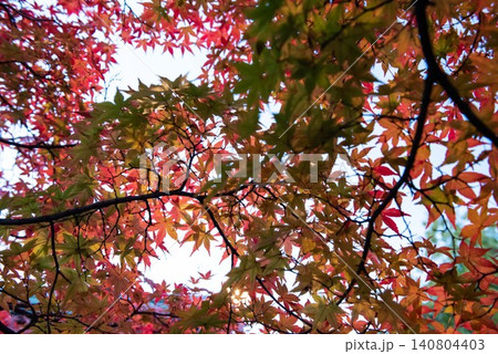 紅葉したモミジ 140804403