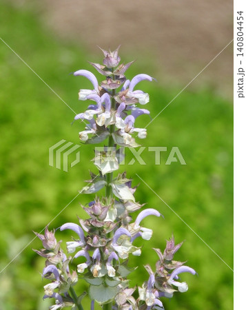 シソ科の宿根草「クラリーセージ」の花(和名はオニサルビア) シソ科の宿根草「クラリーセージ」の花(和名はオニサルビア) 140804454
