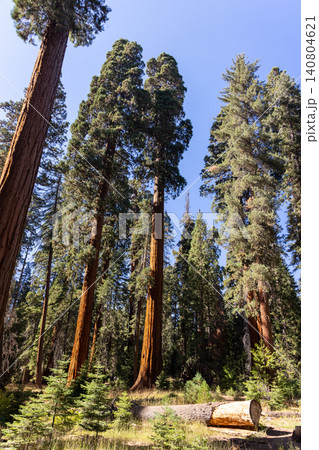 Giant Sequoia Trees in Sequoia National Park Giant Sequoia Trees in Sequoia National Park 140804621
