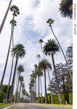 Tall palm trees and winding road in Beverly Hills Tall palm trees and winding road in Beverly Hills 140804629
