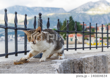 Cat trying to eat a freshly caught fish 140804634